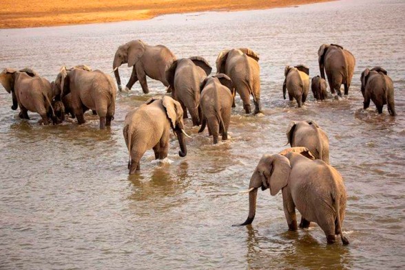 10 cosas que debes saber sobre el Elefante