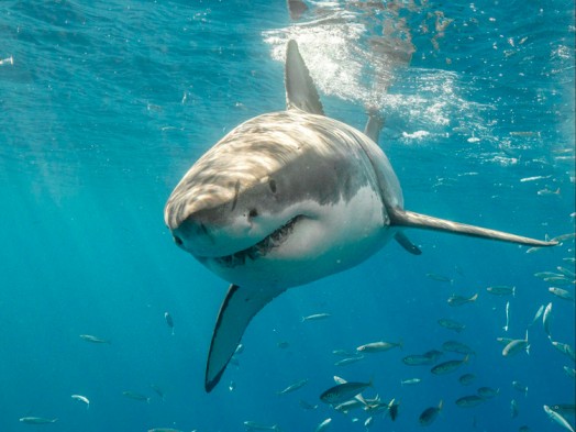 10 cosas que hacen del Tiburón algo único