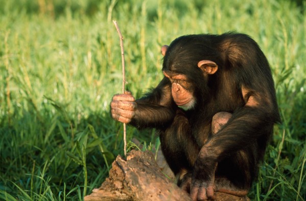 10 animales más inteligentes del Planeta